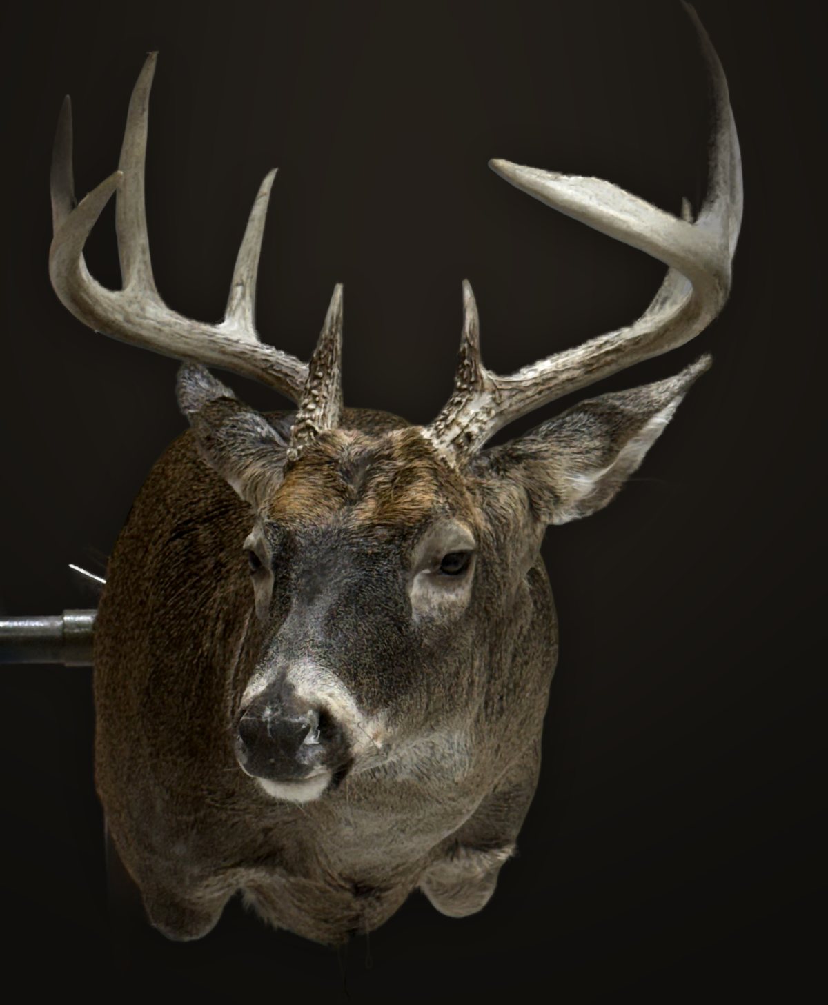 Whitetail shoulder mount on a studio stand, head-on, showing eye and ear detail