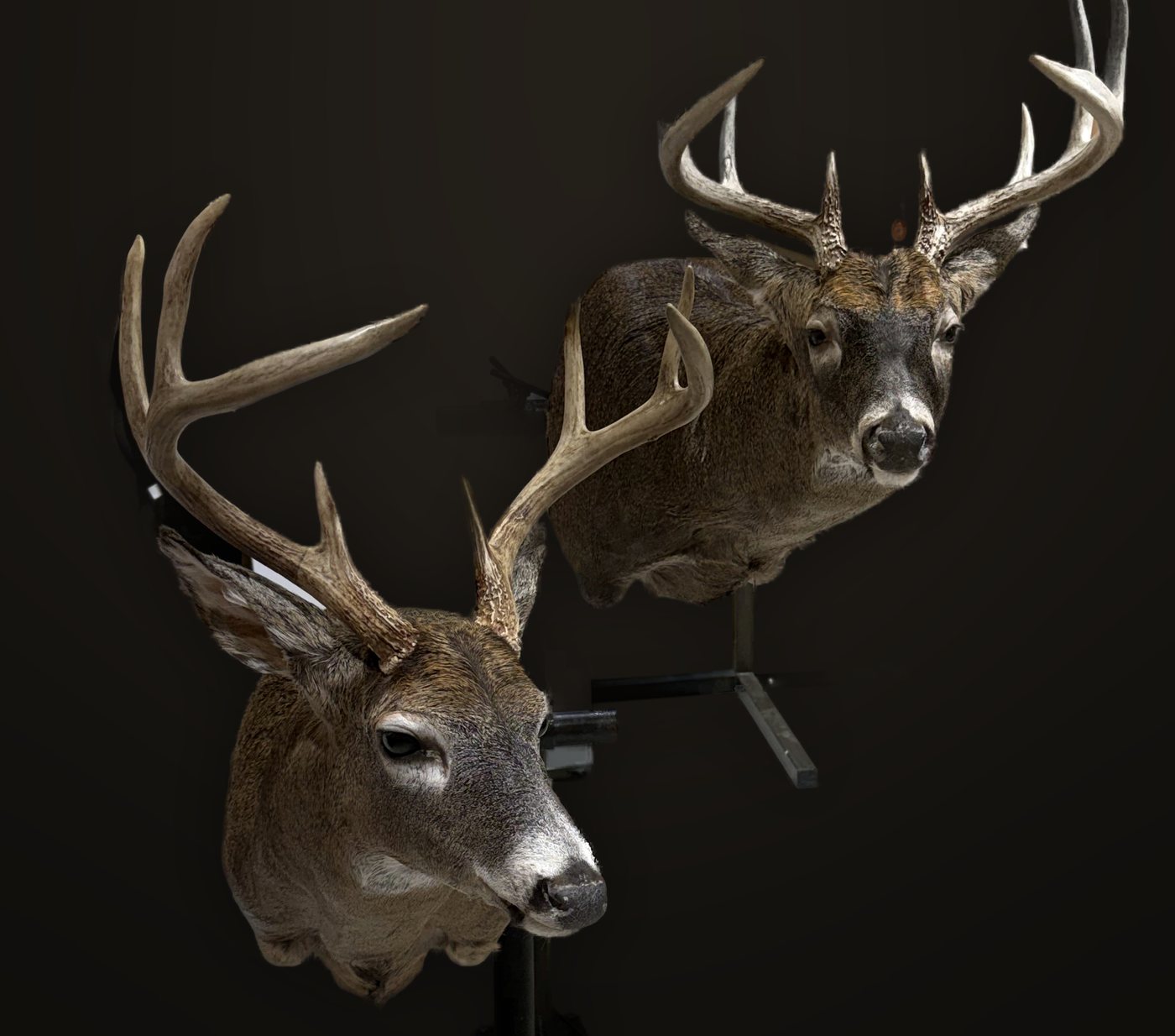 Two whitetail shoulder mounts on stands in the Nobel Taxidermy studio