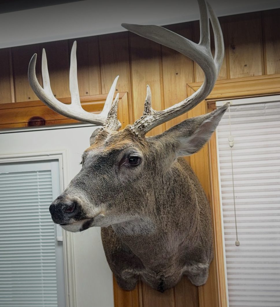Whitetail shoulder mount, semi-upright pose, hanging on a cedar wall
