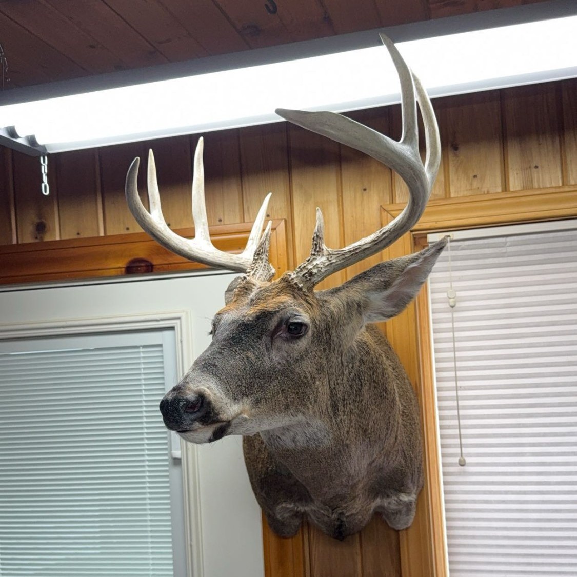 Whitetail shoulder mount in a semi-upright pose, hanging on a cedar wall